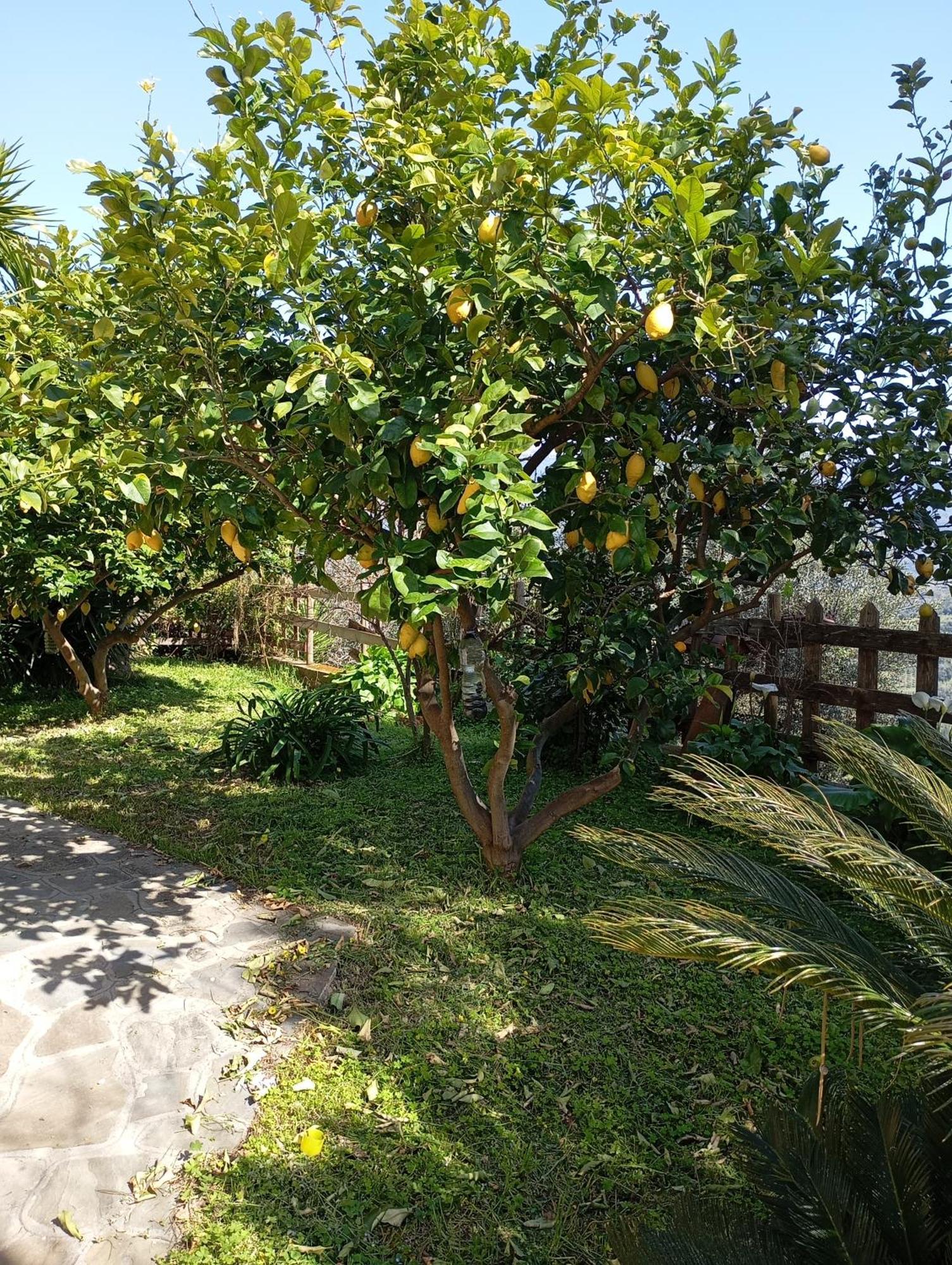 Casa Vacanze Diamante Ogliastro Cilento Esterno foto